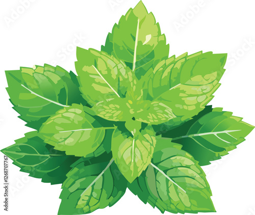 Spearmint isolated on a transparent or white background, vector illustration