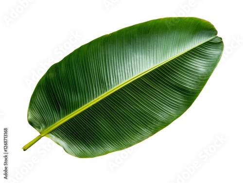 A large banana leaf with smooth, glossy texture, isolated on a transparent background, PNG file. photo