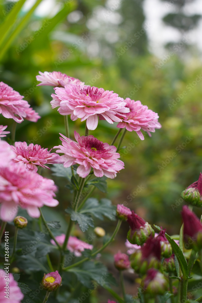 Beautiful Pink red chrysanthemum flowers closeup in the winter garden, Closeup of Chrysanthemum flower, Field of the Pink red Chrysanthemum, Beautiful Pink red flower blooming in nature. Beautiful Pink red chrysanthemum flowers closeup in the winter garden, Closeup of Chrysanthemum flower, Field of the Pink red Chrysanthemum, Beautiful Pink red flower blooming in nature.