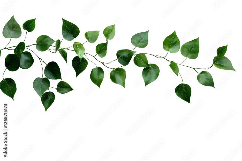 Obraz premium A lush vine with trailing leaves and tendrils, isolated on a transparent background, PNG file.