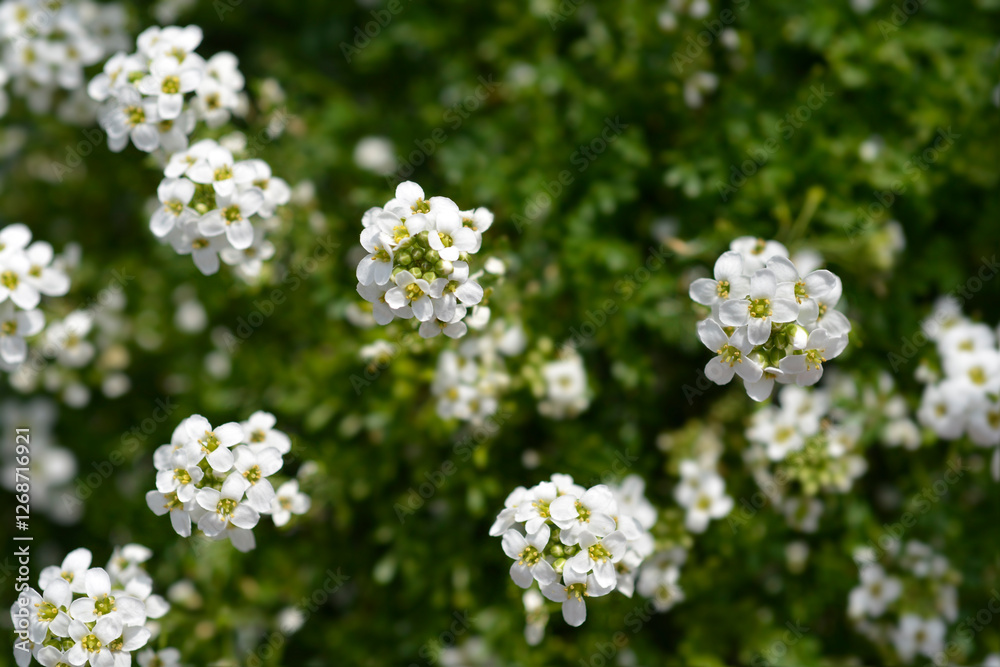Chamois cress flowers Chamois cress flowers