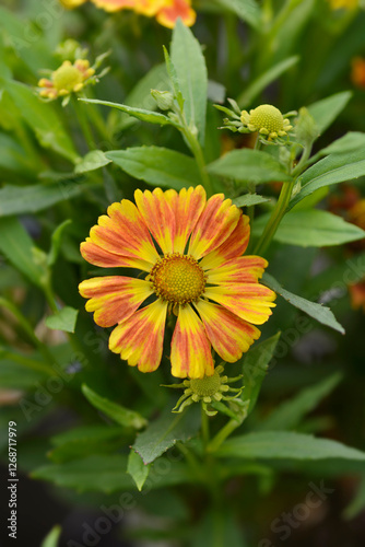 Sneezeweed HayDay Red Bicolor flowers  photo