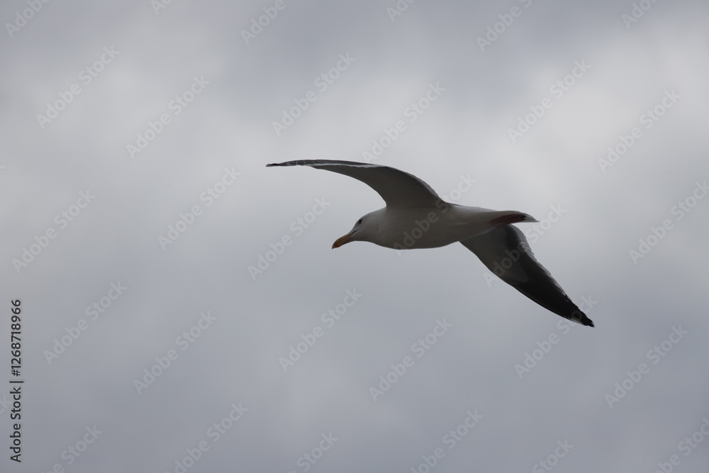 Fototapeta premium seagull in flight cloudy sky