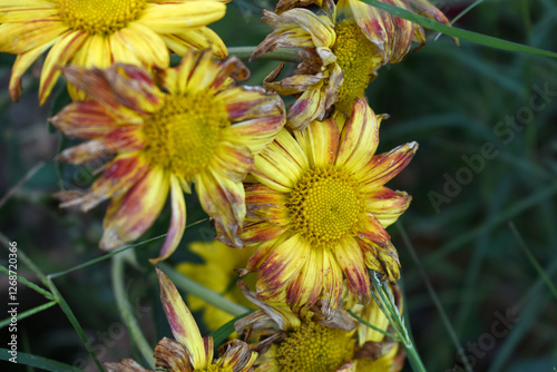 Beautiful Yellow red chrysanthemum flowers closeup in the winter garden, Closeup of Chrysanthemum flower, Field of the Yellow red Chrysanthemum, Beautiful Yellow red flower blooming in nature.