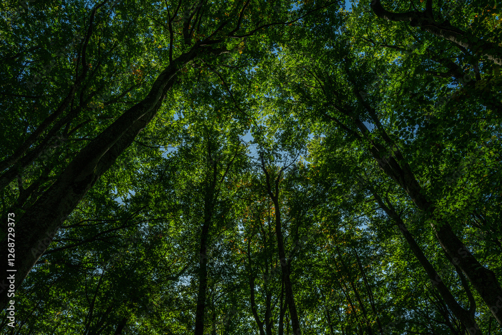 Green leaf background. Green leaf forest on blurred greenery background. Bokeh background. Green nature background. Green leaf in forest. Leaves plants blurred backdrop. Green leaf background. Green leaf forest on blurred greenery background. Bokeh background. Green nature background. Green leaf in forest. Leaves plants blurred backdrop.