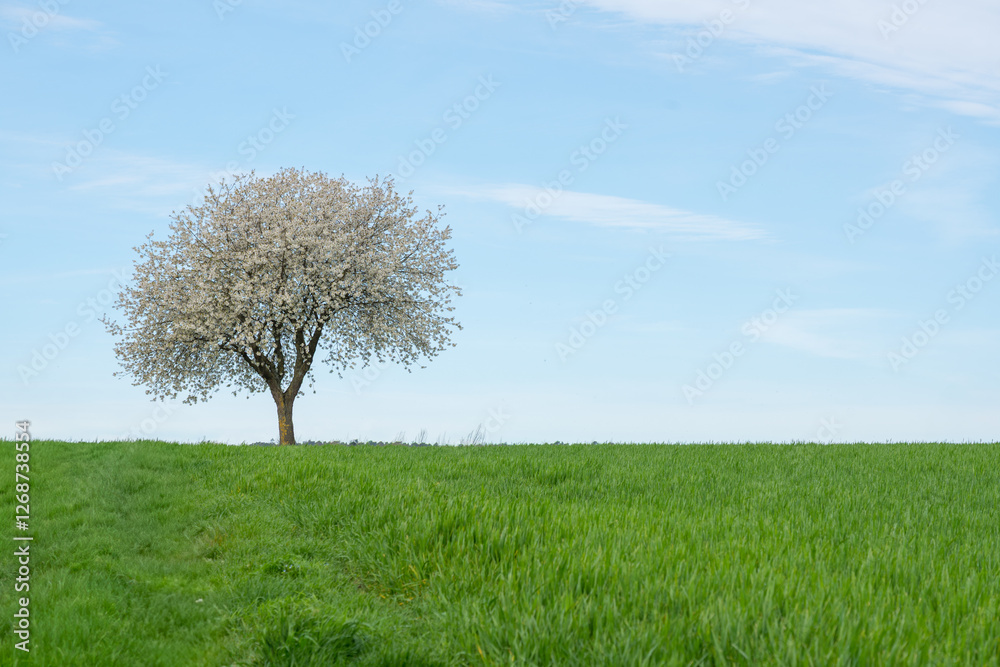 Einzelner, üppig blühender Kirschbaum mit schönem Himmel Einzelner, üppig blühender Kirschbaum mit schönem Himmel