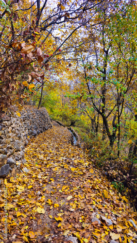 Autumn in Hawraman Takht unfolds a stunning landscape, where vibrant colors paint a mesmerizing scene that soothes the soul and mind.
📍Kamalla village - Hawraman Takht  photo