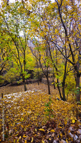 Autumn in Hawraman Takht unfolds a stunning landscape, where vibrant colors paint a mesmerizing scene that soothes the soul and mind.
📍Kamalla village - Hawraman Takht  photo