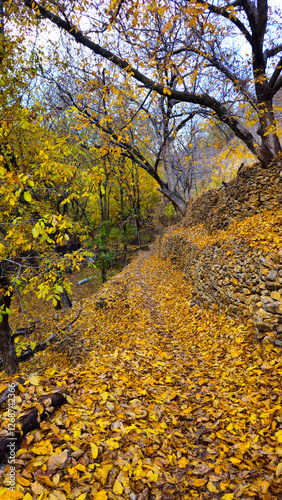 Autumn in Hawraman Takht unfolds a stunning landscape, where vibrant colors paint a mesmerizing scene that soothes the soul and mind.
📍Kamalla village - Hawraman Takht  photo