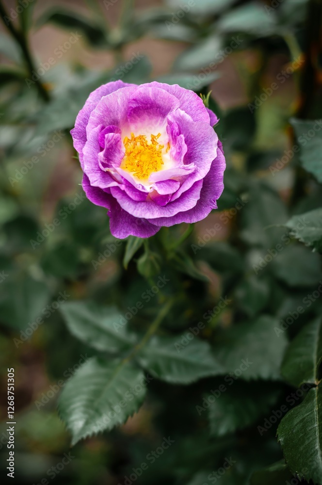 A vibrant purple rose blossoms beautifully, its delicate petals unfurling to reveal a bright yellow center, set against rich green foliage. A vibrant purple rose blossoms beautifully, its delicate petals unfurling to reveal a bright yellow center, set against rich green foliage.