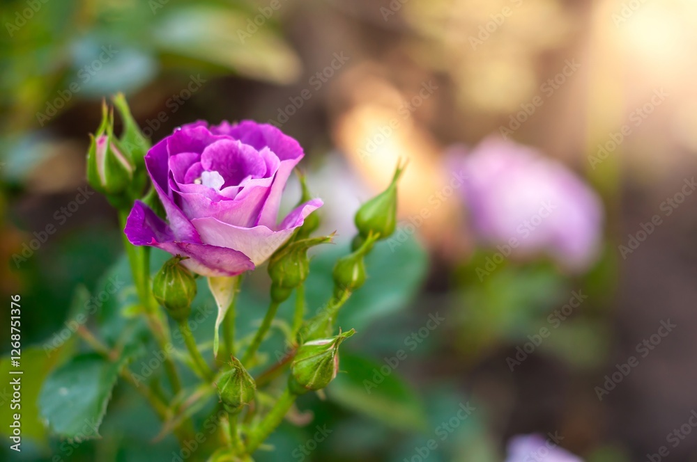Close-up of a single, vibrant purple rose in full bloom, surrounded by green buds and leaves. Close-up of a single, vibrant purple rose in full bloom, surrounded by green buds and leaves.