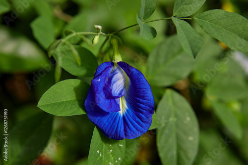 Close-up of blue butterfly pea flower blooming on green leaf background