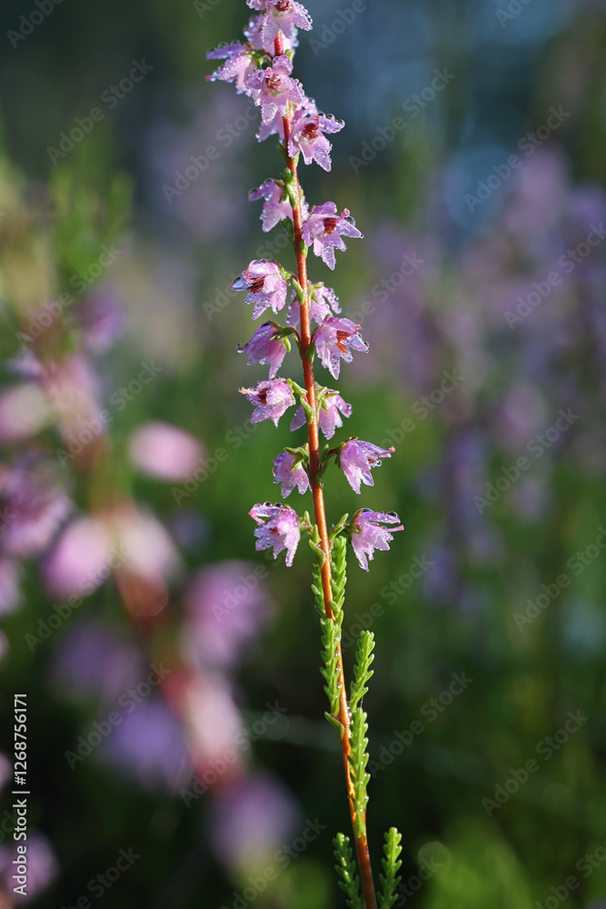 Obraz premium Heather, Calluna vulgaris, also known as Common heather or Ling, wild flowering plant from Finland