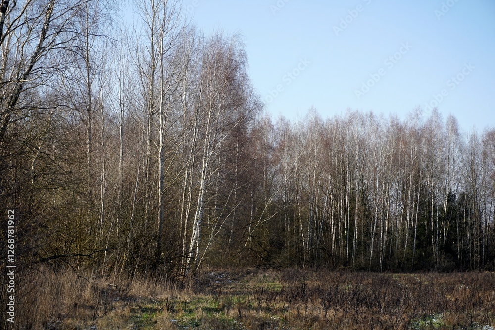 Winter without snow. Deciduous forest on the edge of the field. White-trunked birches Winter without snow. Deciduous forest on the edge of the field. White-trunked birches