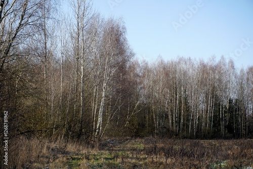 Winter without snow. Deciduous forest on the edge of the field. White-trunked birches