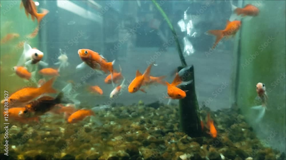 Colorful fish swimming in a vibrant aquarium environment under gentle lighting Colorful fish swimming in a vibrant aquarium environment under gentle lighting