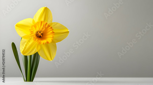 A vibrant yellow daffodil stands elegantly against a soft gray background.