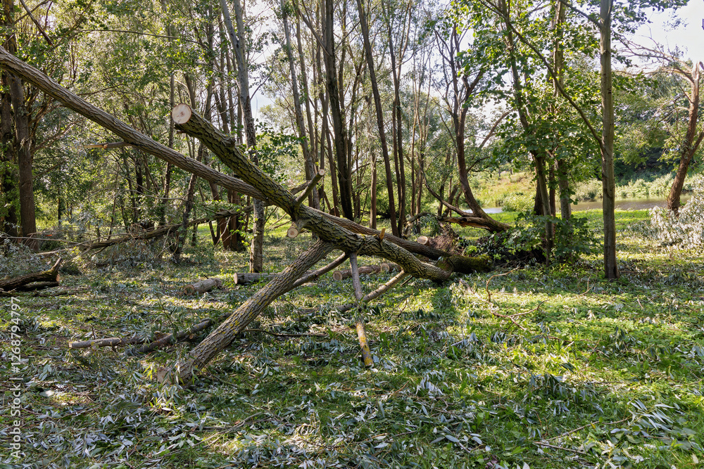 Fallen trees and broken branches after a storm in summer Fallen trees and broken branches after a storm in summer