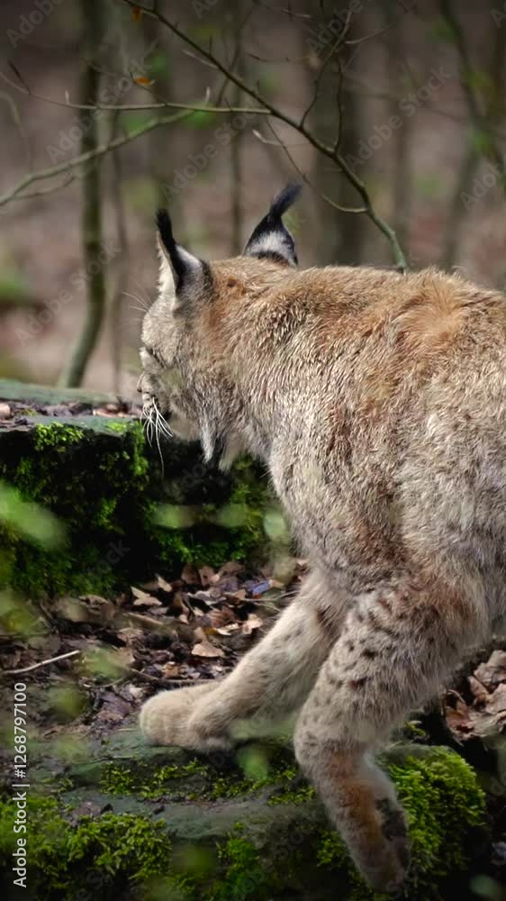 Vertical shot of The Eurasian lynx (Lynx lynx) walking and sitting to rest on a rock in the forest Vertical shot of The Eurasian lynx (Lynx lynx) walking and sitting to rest on a rock in the forest