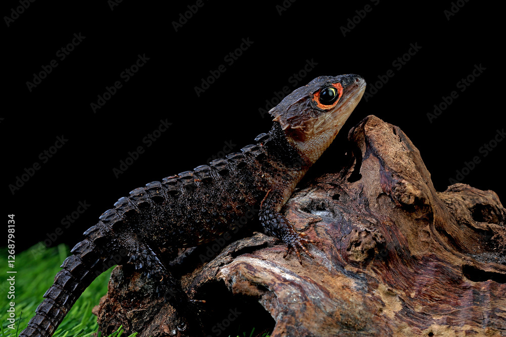 lizard on a rock lizard on a rock
