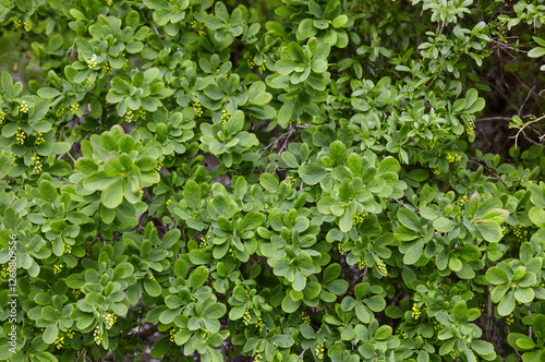 Beautiful unripe barberry bush in the spring garden. Family name Berberidaceae, Scientific name Berberis. Blurred image, selective focus