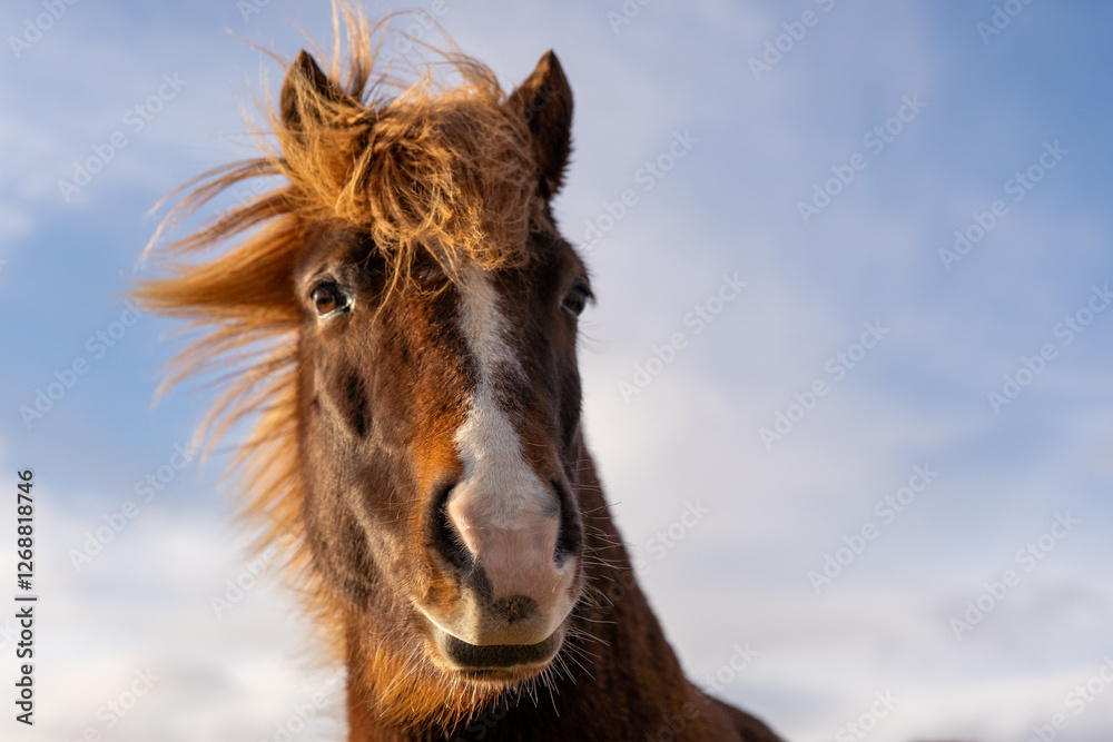 Fototapeta premium Portrait Islandpferd