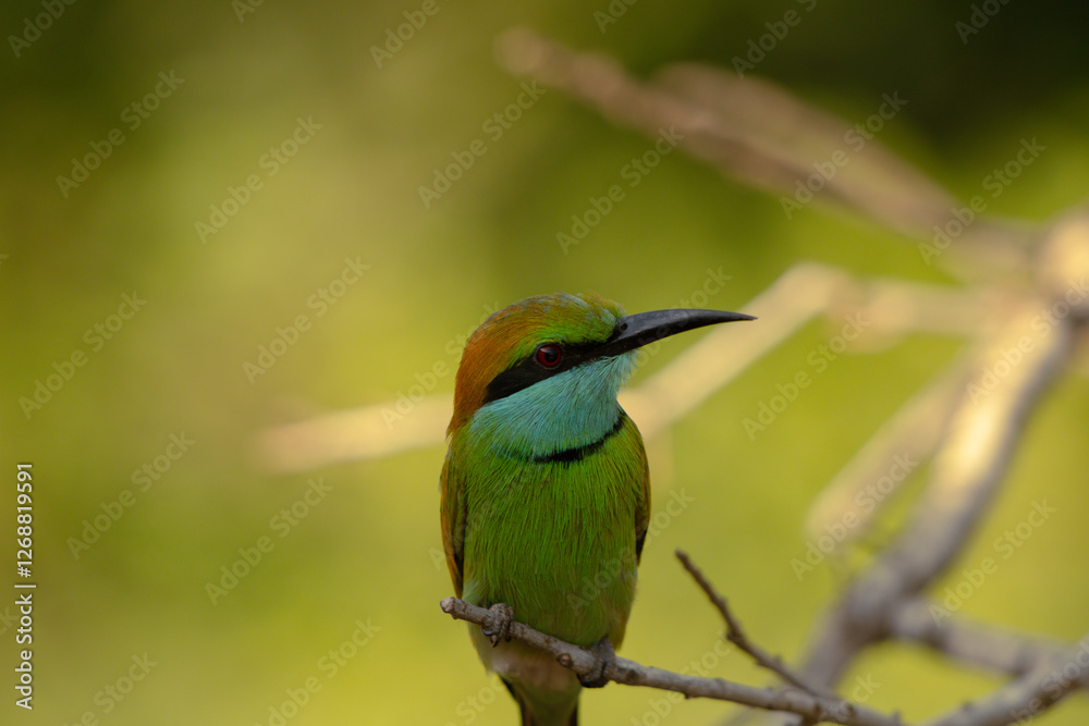 A bird with a green and blue plumage is sitting on a branch A bird with a green and blue plumage is sitting on a branch