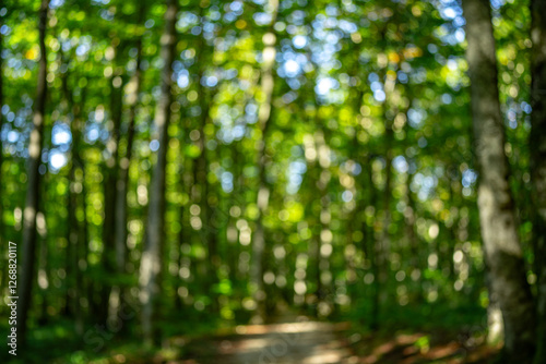 Blur natural green leaves bokeh background. Green bokeh on nature background. Green leaf at summer. Natural green leaves as spring background. Environment greenery wallpaper.