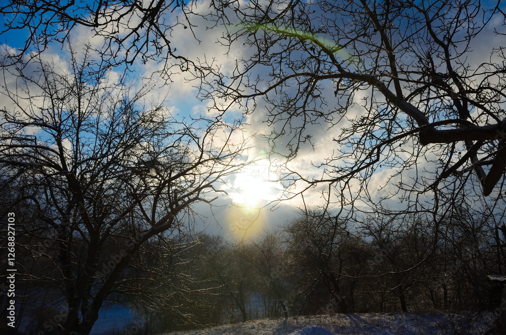 Fototapeta premium winter landscape with trees and snow