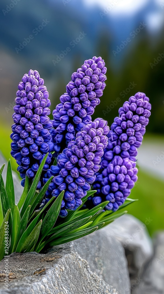 Fototapeta premium Purple flowers in a garden with a line of blooming purple flowers in the foreground