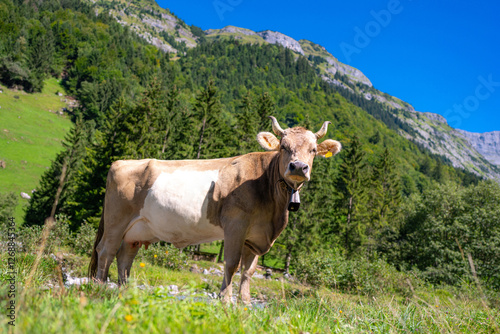 Dairy cows. Cow at meadow. Cattle in green field. Cow in grassy pasture. Cow in the countryside. Cows graze on summer meadow. Rural landscapes with cows. Cows in a pasture. Cattle cow grazing on