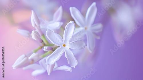 Delicate white jasmine flowers in bloom against a soft purple background.