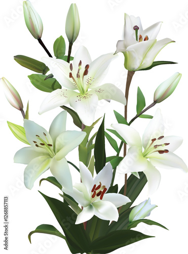 white lily lush bush with five blooms and buds