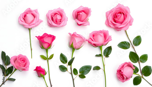 Beautiful pink roses arranged in a row on a white background, symbolizing love, beauty, elegance, and romance in floral photography