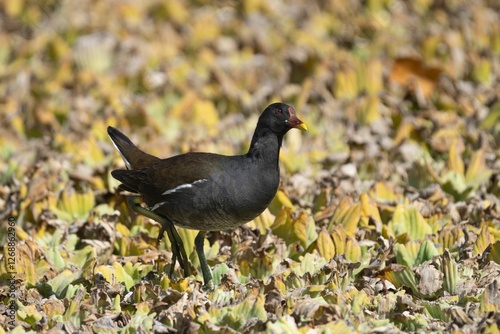 Swamp Chicken (Ciconia episcopus) walking through a field of dry leaves photo