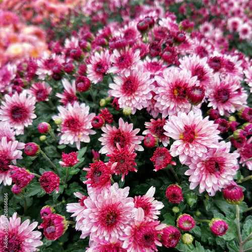 Beautiful flowers redwhite Chrysanthemums outdoors. No AI tools
