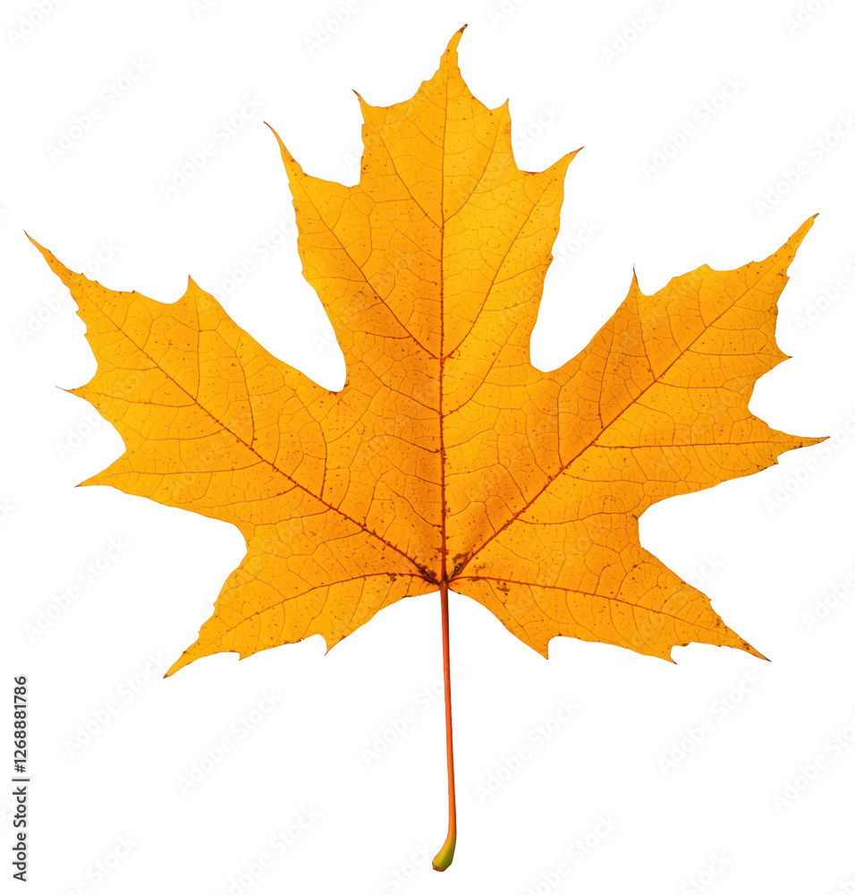 Isolated Autumnal Maple Leaf With Golden Yellow Color on Transparent Background Isolated Autumnal Maple Leaf With Golden Yellow Color on Transparent Background