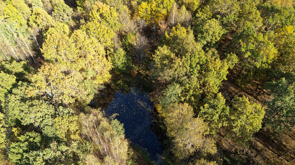 Forest with a pond in the middle. Golden colors of a beautiful September forest Forest with a pond in the middle. Golden colors of a beautiful September forest