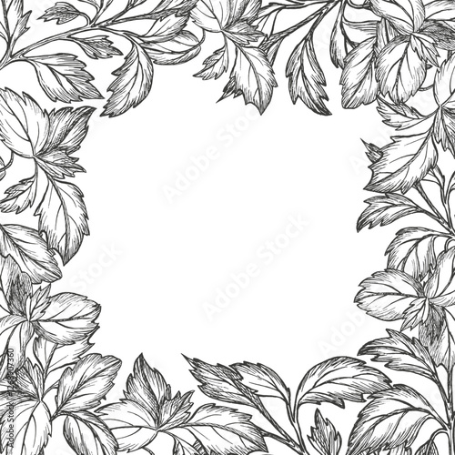Frame of sprig Basil leaves. Vector illustration. Graphic style. Healthy food. Greenery. Hand drawn isolated on white background shape. Design, packaging spices, greengrocery, kitchen textile, logo