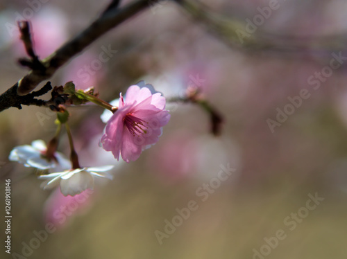 4月に咲いたピンク色で可愛らしいサクラ「魁豆桜（サキガケマメザクラ）」 photo