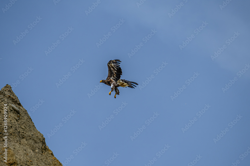 Fototapeta premium eagle in flight