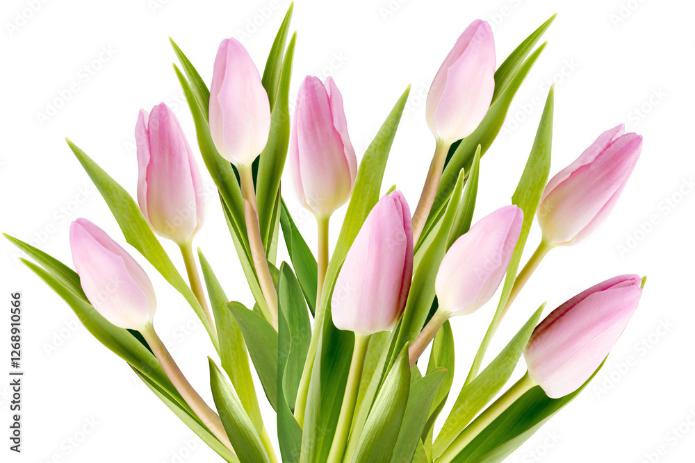 Obraz premium nine pink tulips on transparent background, close-up, png, isolated