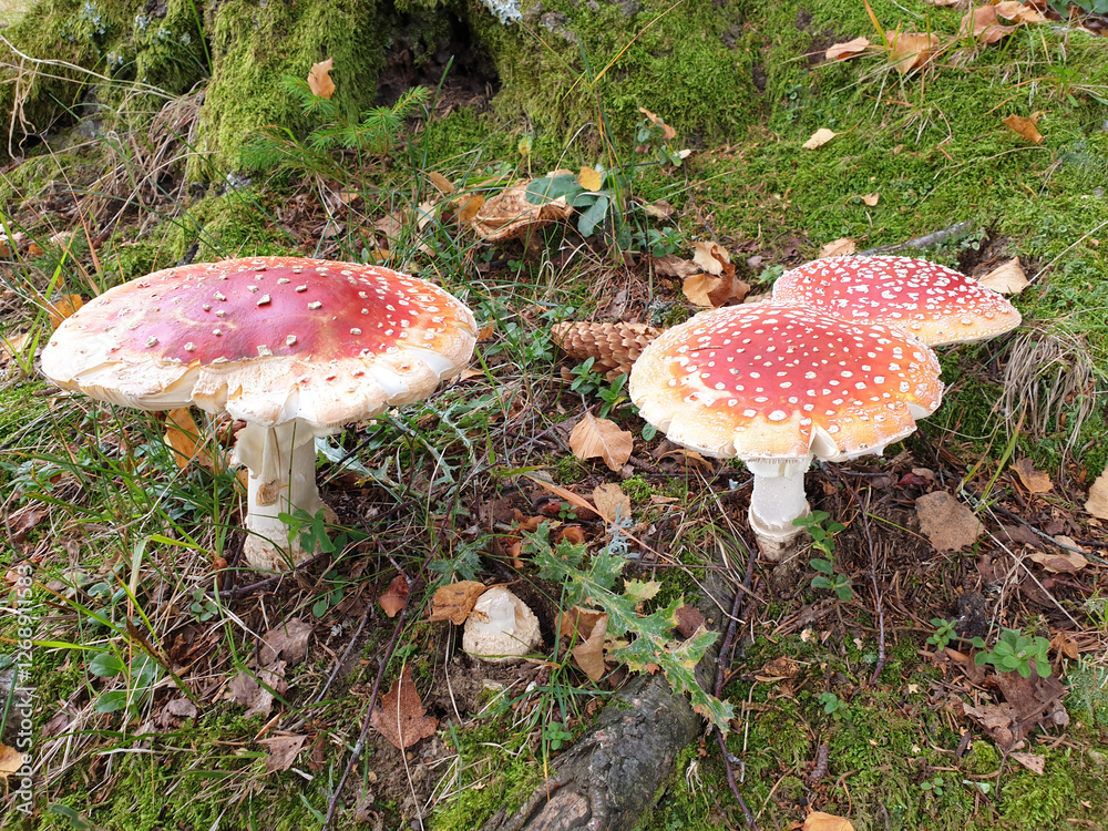 Fly agarics mushrooms. Autumn in forest. Pohorje mountain. Slovenia.