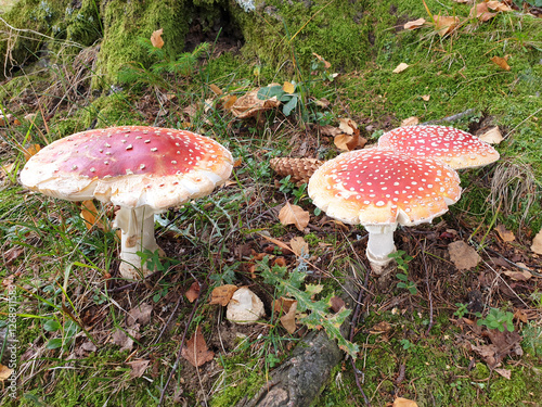Obraz na płótnie Fly agarics mushrooms. Autumn in forest. Pohorje mountain. Slovenia. w salonie