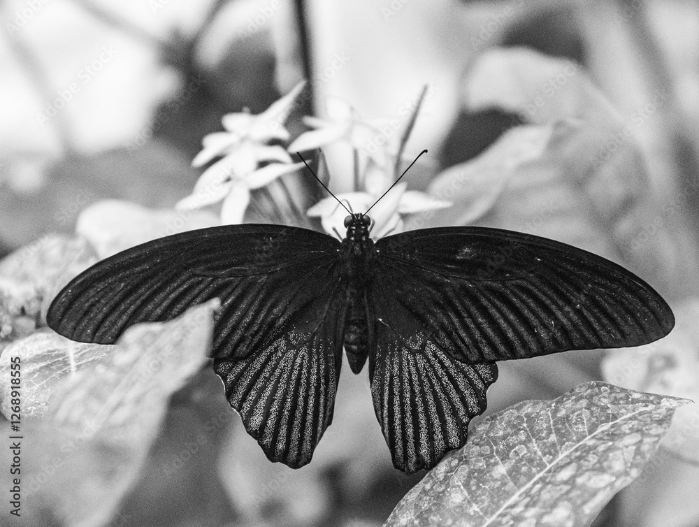 Butterfly in the House of butterflies, Vienna