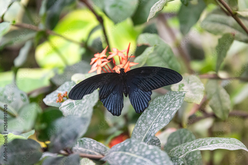 Butterfly in the House of butterflies, Vienna