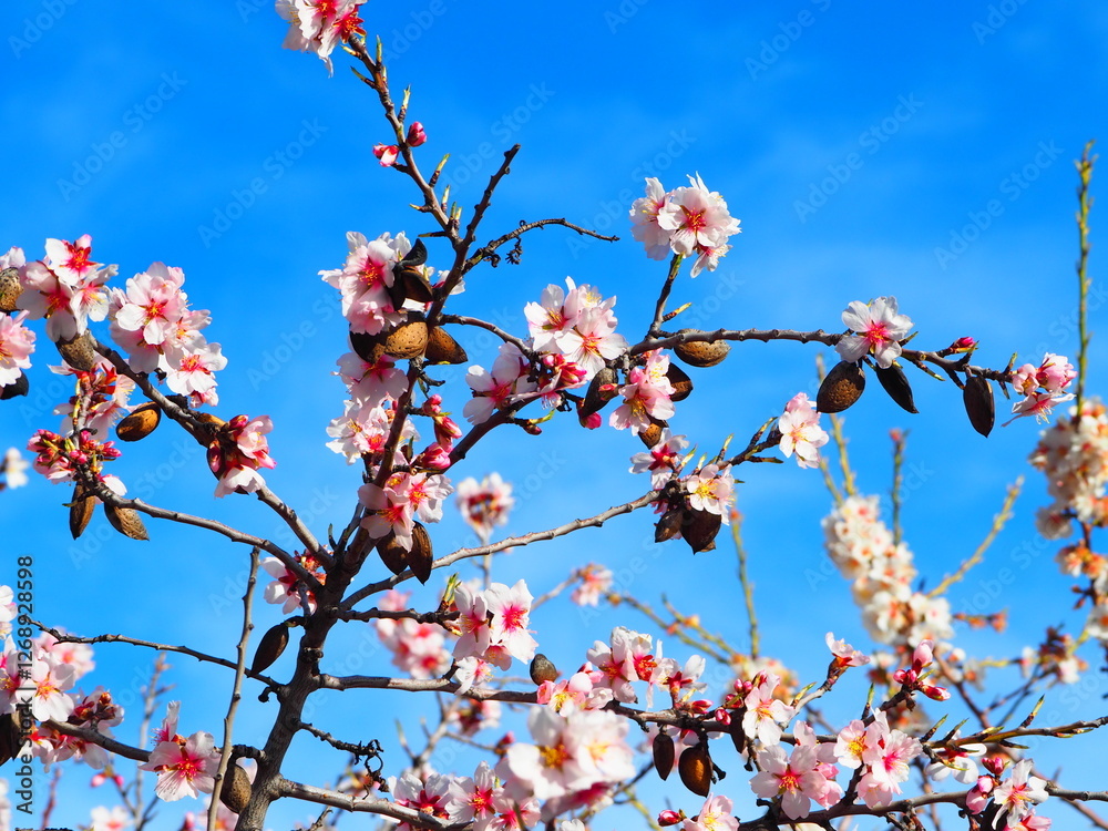 Blooming almond tree with delicate white flowers and ripe almonds against a clear blue sky Blooming almond tree with delicate white flowers and ripe almonds against a clear blue sky