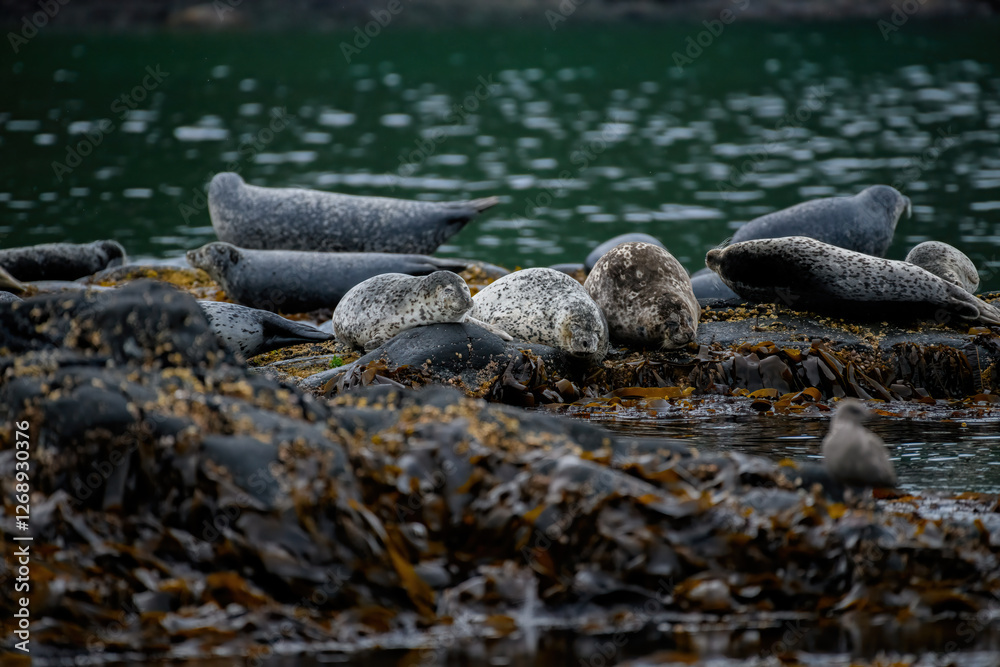 Obraz premium sea lion on the beach