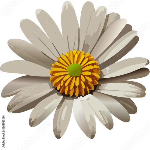 daisy isolated on white