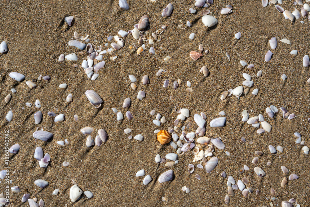 Shells in sand texture background. Seashell on sandy beach nature pattern, ocean dune clams in sunny day Shells in sand texture background. Seashell on sandy beach nature pattern, ocean dune clams in sunny day